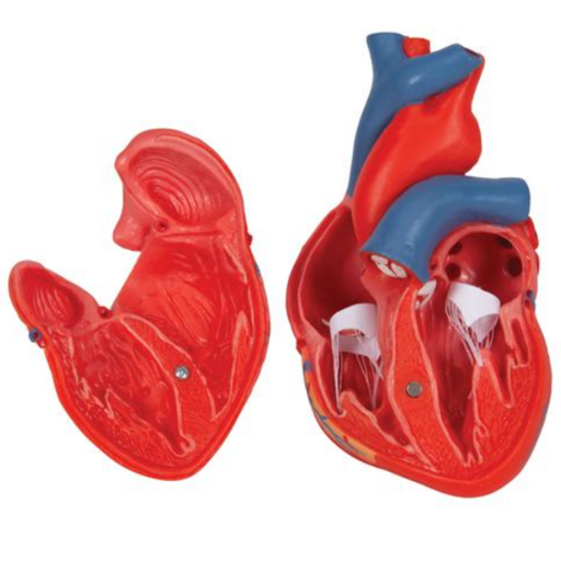 Heart Model - Image 2