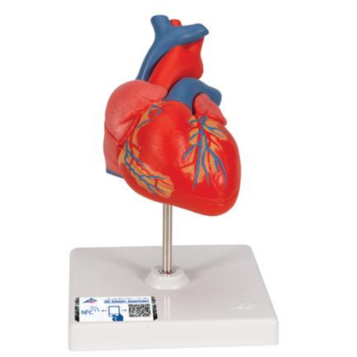 Heart Model