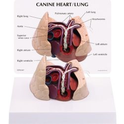 3D Anatomical Veterinary Models