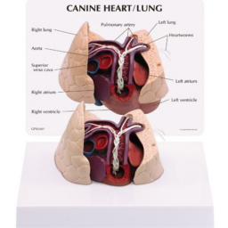 3D Anatomical Veterinary Models