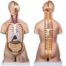 Human Torso Anatomy Models