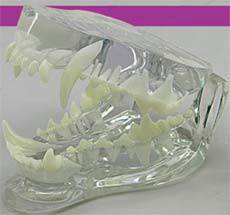 Anatomical Clear Canine Jaw Model & 3d Anatomy Models