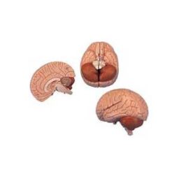 Brain Anatomy Models