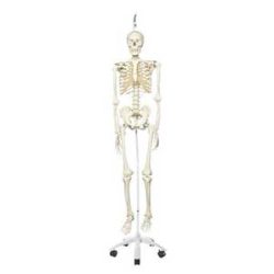 Anatomical Skeleton Models